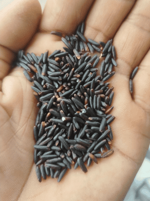 Aromatic Black Rice-Japan (সুগন্ধি কালো চাল জাপান)-1 kg OSCO Brand